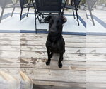 Small #5 Mutt