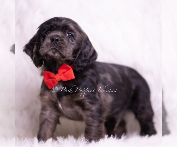 Medium Photo #2 Cocker Spaniel Puppy For Sale in WARSAW, IN, USA