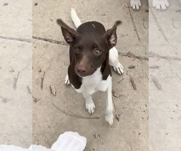 Medium Photo #2 Italian Greyhound Puppy For Sale in Harrison, AR, USA