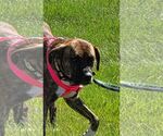 Lily - Female Boxer-Unknown Mix Dog for Adoption - Small photo