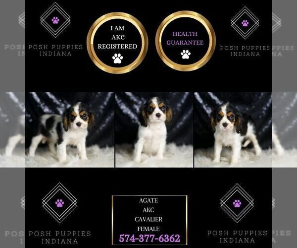 Medium Photo #2 Cavalier King Charles Spaniel Puppy For Sale in WARSAW, IN, USA