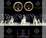 Small #1 Cavalier King Charles Spaniel