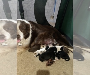 Mother of the Border Collie puppies born on 02/22/2025