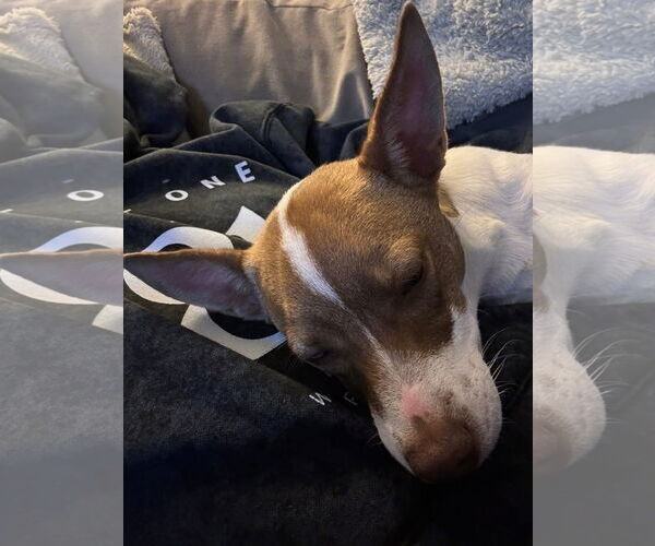 Medium Photo #2 Mutt Puppy For Sale in New London, WI, USA