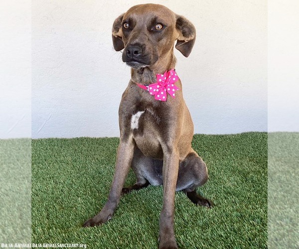 Medium Photo #2 Boxador Puppy For Sale in San Diego, CA, USA