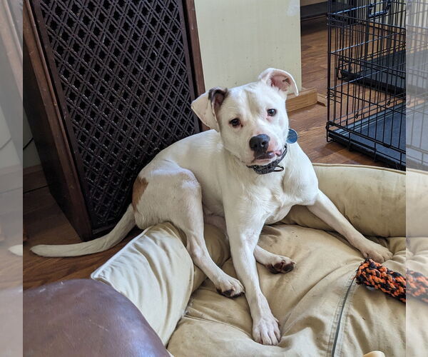 Medium Photo #3 Mountain Cur-Unknown Mix Puppy For Sale in Brooklyn Center, MN, USA