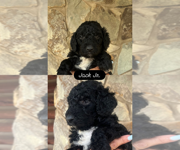 Medium Photo #1 Goldendoodle Puppy For Sale in SEAGROVE, NC, USA