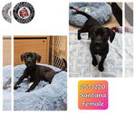 Small Labrador Retriever Mix