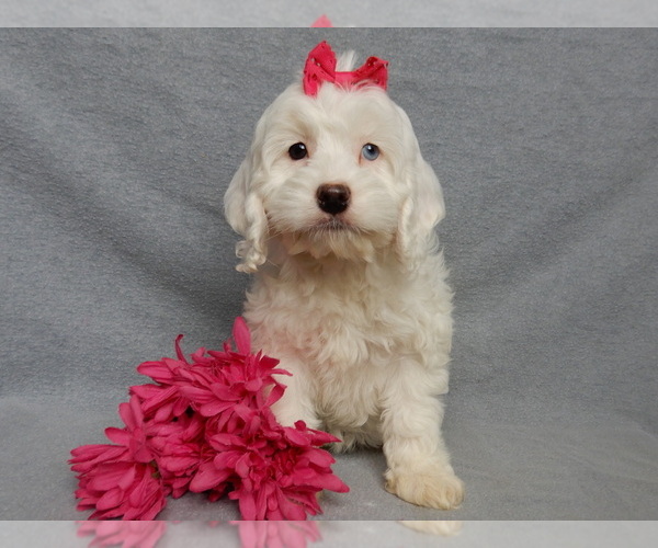 Medium Photo #4 Cockapoo (Miniature) Puppy For Sale in WOOSTER, OH, USA