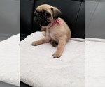 Small Photo #2 Pug Puppy For Sale in TUCSON, AZ, USA