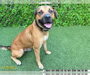 Black and Tan Coonhound-Unknown Mix Dogs for adoption in West Palm Beach, FL, USA