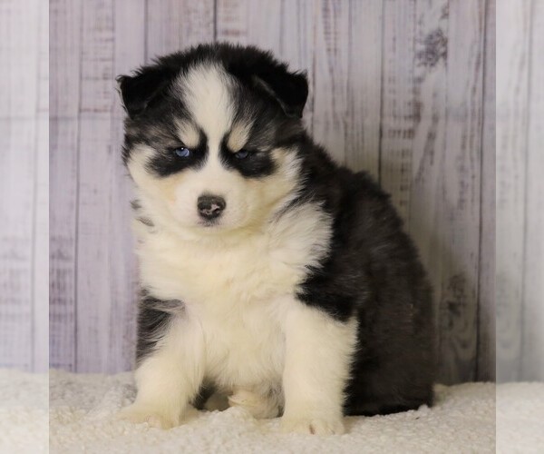 Medium Photo #2 Pomsky Puppy For Sale in FREDERICKSBG, OH, USA