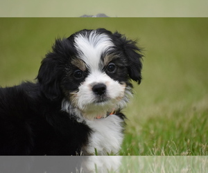 Auss-Tzu Puppy for sale in PALM COAST, FL, USA