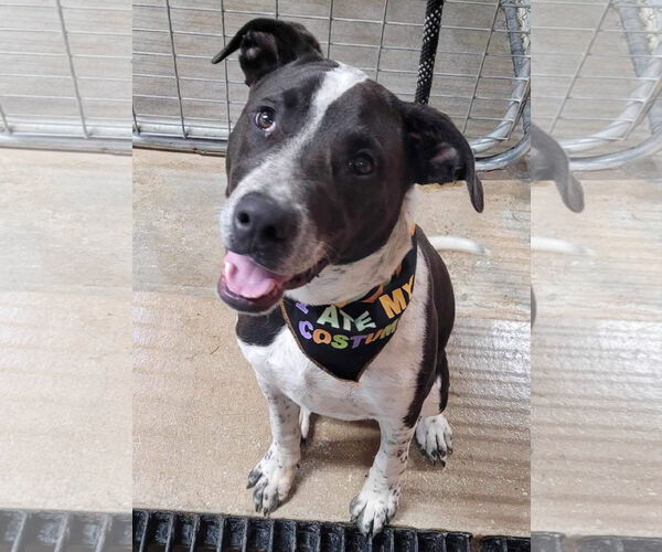 Medium Photo #10 Labrador Retriever-Red Heeler Mix Puppy For Sale in Stover, MO, USA