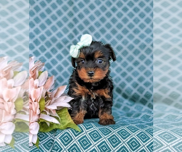 Medium Photo #2 YorkiePoo Puppy For Sale in OXFORD, PA, USA