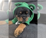 Puppy Tan Rottweiler
