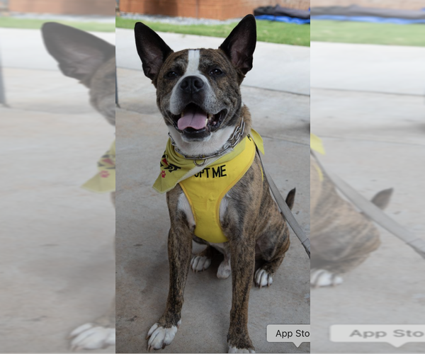 Medium Photo #13 American Staffordshire Terrier-Boxer Mix Puppy For Sale in Decatur, GA, USA