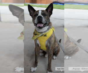 Chop - Male American Staffordshire Terrier-Boxer Mix Dog for Adoption - Photo #13