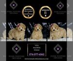 Small Photo #65 Maltipoo (Miniature) Puppy For Sale in WARSAW, IN, USA
