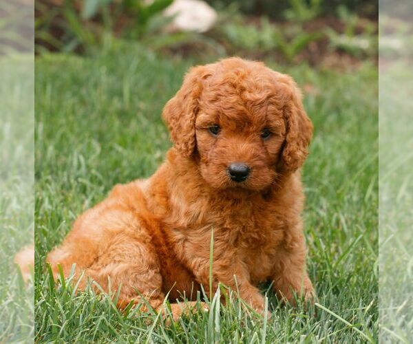 Medium Photo #4 Miniature Labradoodle Puppy For Sale in GORDONVILLE, PA, USA