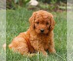 Small #3 Miniature Labradoodle