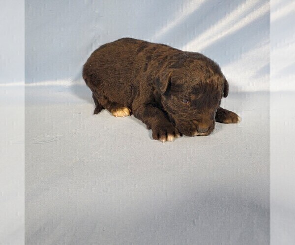 Medium Photo #8 Golden Mountain Dog Puppy For Sale in BLACK FOREST, CO, USA