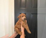 Small #2 Poodle (Standard)