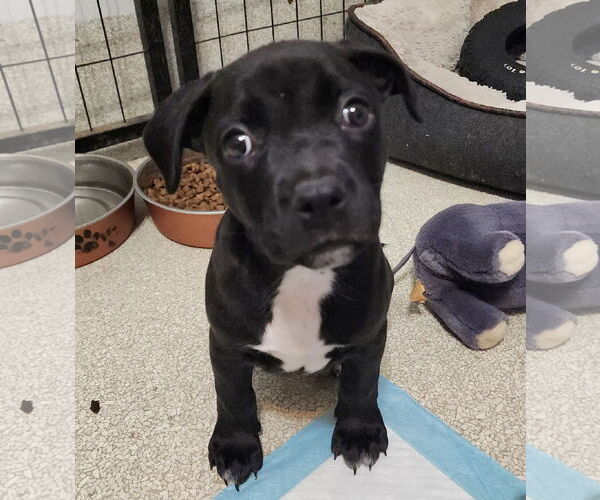 Medium Photo #4 American Staffordshire Terrier-Unknown Mix Puppy For Sale in Royal Palm Beach, FL, USA