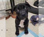 Small #3 American Staffordshire Terrier Mix