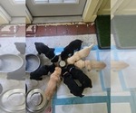 Litter of 6 - Male(s) and Female(s) Labrador RetrieverLitter of Puppies for Sale - Small photo