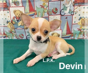 Chihuahua Puppy for Sale in WINNSBORO, Louisiana USA