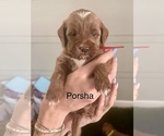 Small Photo #19 Goldendoodle (Miniature) Puppy For Sale in GILBERT, AZ, USA
