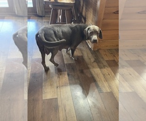 Mother of the Labrador Retriever puppies born on 11/28/2025