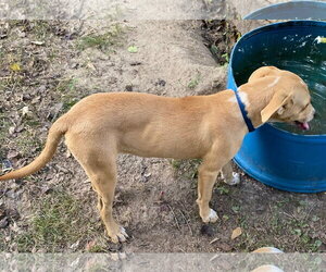 Luke - Male Mutt Dog for Adoption - Photo #6