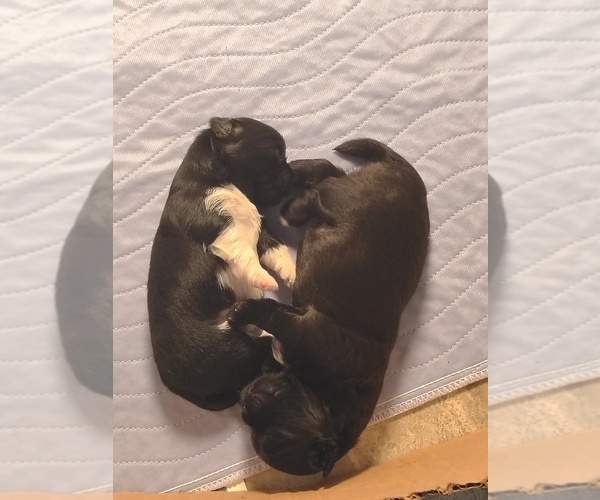 Medium Photo #14 Pom-Shi-Shih Tzu Mix Puppy For Sale in SAINT LOUIS, MO, USA