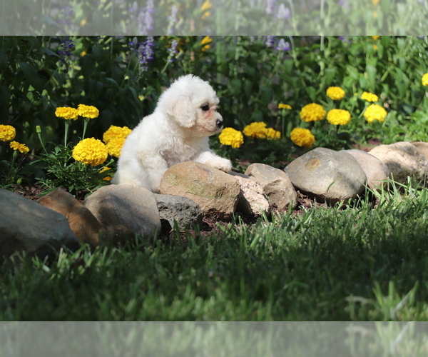 Medium Photo #12 Bichon Frise Puppy For Sale in HUMBOLDT, IL, USA