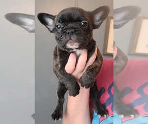 French Bulldog Puppy for sale in IRVINGTON, KY, USA