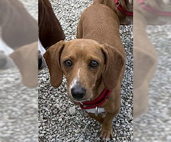 Medium Photo #3 Basschshund Puppy For Sale in Deepwater, NJ, USA