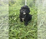 Puppy Freddy ShihPoo