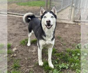 Siberian Husky Dogs for adoption in Modesto, CA, USA