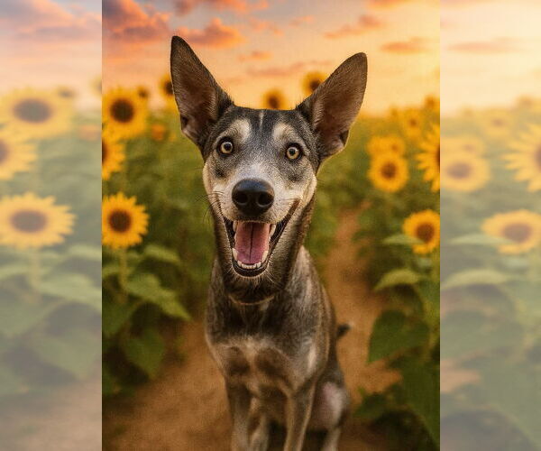 Medium Photo #1 Siberian Husky-Unknown Mix Puppy For Sale in Houston, TX, USA