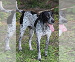 Small #3 German Shorthaired Pointer Mix