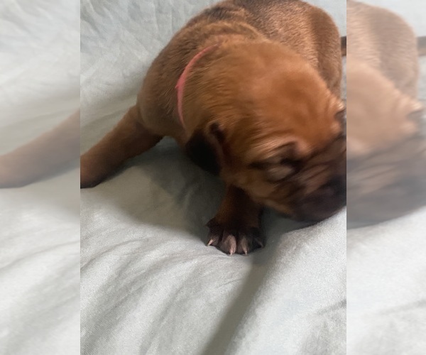 Medium Photo #8 Rhodesian Ridgeback Puppy For Sale in KELLER, TX, USA