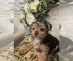 Small #1 Yorkshire Terrier