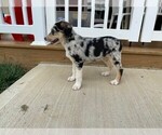 Small Photo #5 Australian Shepherd-Unknown Mix Puppy For Sale in JEROMESVILLE, OH, USA