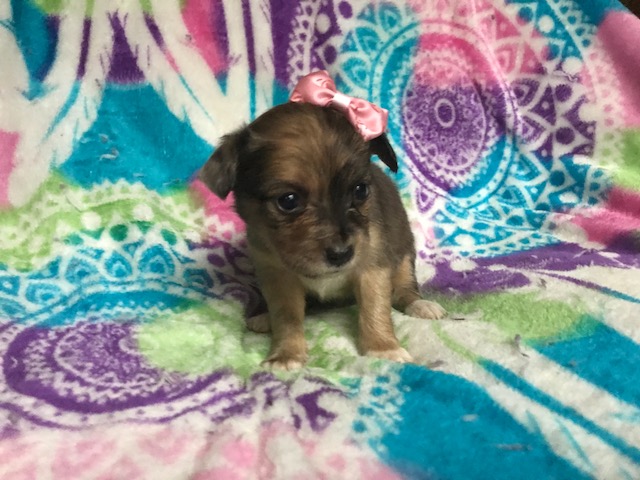 Medium Photo #1 Chihuahua Puppy For Sale in PEACH BOTTOM, PA, USA