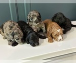 Small Photo #5 Cockapoo Puppy For Sale in ROCHESTER, MN, USA