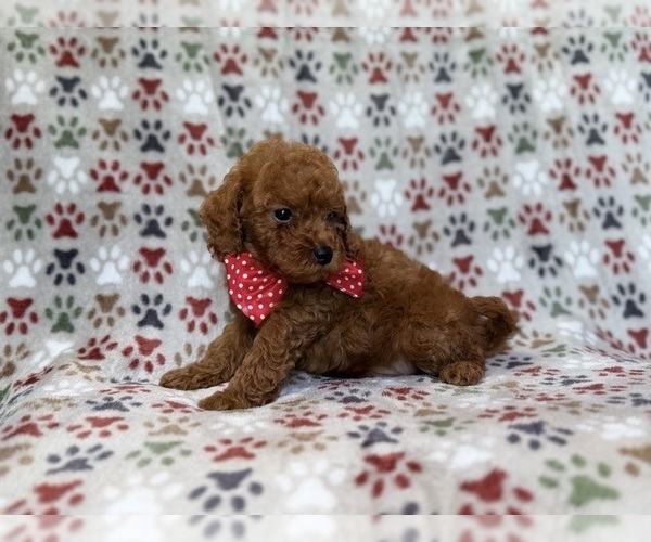 Medium Photo #4 Cavapoo (Miniature) Puppy For Sale in LAKELAND, FL, USA