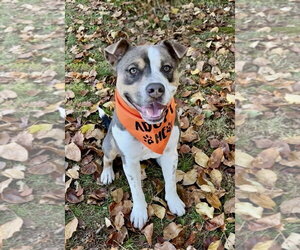 Jagger - Male American Staffordshire Terrier-Unknown Mix Dog for Adoption - Photo #7