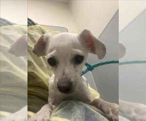 Chihuahua-Unknown Mix Dogs for adoption in Las Vegas, NV, USA